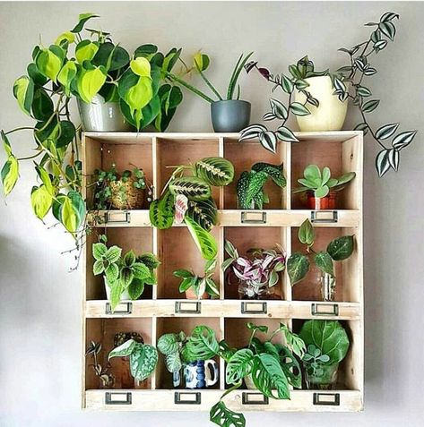 Green Shelves, Indoor Plant Shelves, Support Pour Plante, Plant Shelf, Diy Plant Stand, Pothos Plant, House Plants Decor, Deco Floral, House Plants Indoor