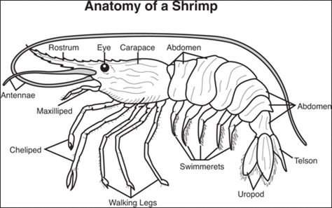 How To Draw A Crawfish Step By Step, Shrimp Drawing, Louisiana Shrimp, Bad Marriage, Animal Science, I Don't Know, Crab, Louisiana, Sea Shells