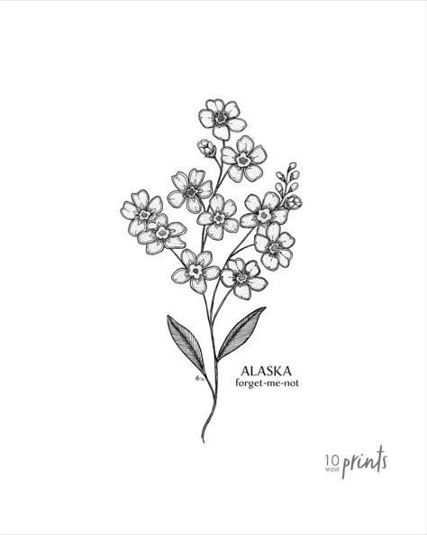 A posy of Forget-me-nots with an Alaska state label. Available as a digital download in the following sizes: 5x7, 8x10, 11x14, 16x20 and 18x24. Alaska State Flower Tattoo, Forget Me Not Drawing Simple, Alaska Tattoo Ideas Simple, Forget Me Not Flower Tattoo Black, Forget Me Not Tattoo Memorial, Farmer Tattoo Ideas, Forget Me Not Flowers Drawing, Forget Me Not Drawing, Forgetmenot Tattoo