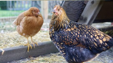 Considering The Golden Laced Wyandotte? Everything You Need To Know Chickens Egg Color, Wyandotte Chicken Eggs, Blue Laced Wyandotte, Gold Laced Wyandotte, Wyandotte Hen, Wyandotte Chickens, Best Chicken Breeds, Laced Wyandotte, Wyandotte Chicken