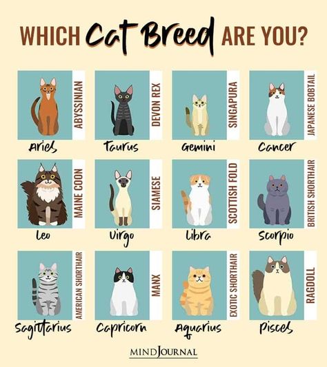 Zodiac Sign As Animal, Zodiac Signs Cats, Cat Zodiac Signs, What Cat Are You, Zodiac Signs As, Zodiac Signs As Cats, Zodiac Signs As Animals, Cute Zodiac Signs, Zodiac Signs As Things