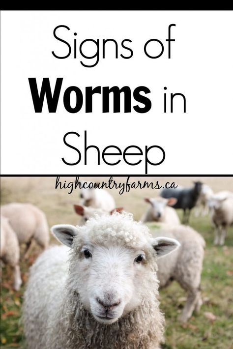 Signs of Worms in Sheep (and How to Treat Them) - High Country Farms Fibre Sources, Keeping Sheep, Vet Anatomy, Wensleydale Sheep, Dairy Sheep, Sheep Shelter, Katahdin Sheep, Raising Sheep, Babydoll Sheep