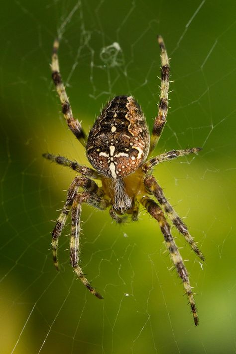 Cross or Garden Spider (Araneaus diadematus) | Ron Winkler | Flickr Spider Photo, Arachnids Spiders, Spider Illustration, Idea Generation, House Spider, Tattoo Uk, Garden Spider, Bug Tattoo, European Garden