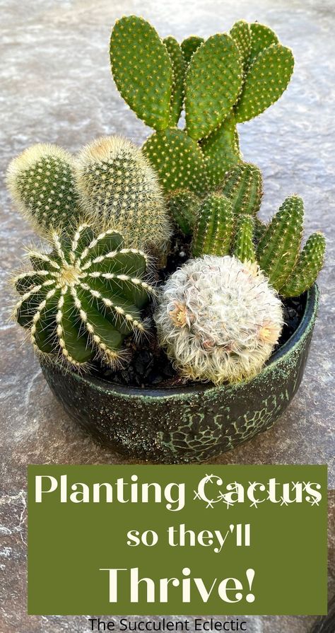 How To Display Cactus Plants, Cacti Display Ideas, Cacti Planter Ideas, Cacti Arrangement Planters, Diy Cactus Planter Ideas, Cactus Mini Garden, Planting Cactus In Pots, Cactus Arrangements Planters, Cactus Planter Ideas Indoor