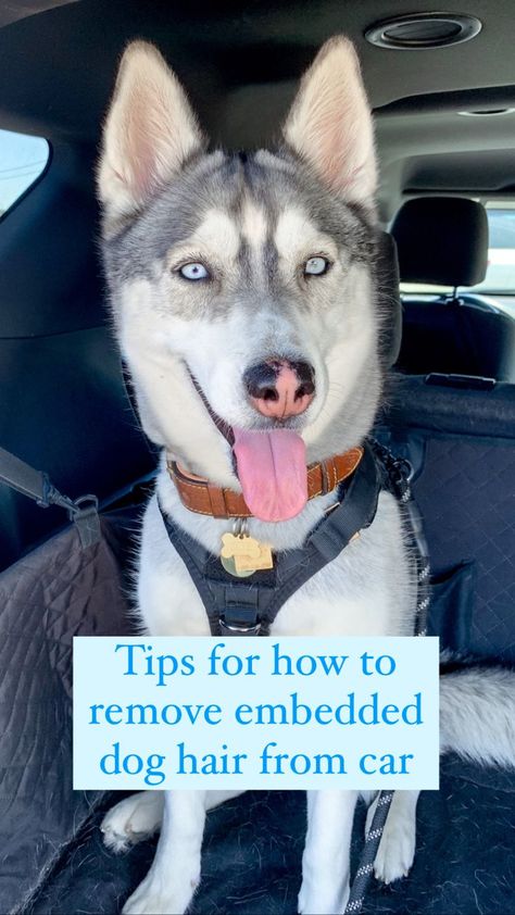 remove dog hair from car Remove Dog Hair From Car, Dog Beds Homemade, Dog Hair Cleaning, Dog Hair Removal, Cleaning Pet Hair, Welsh Corgi Puppies, Cleaning Car Interior, Dog Pee, Personal Grooming