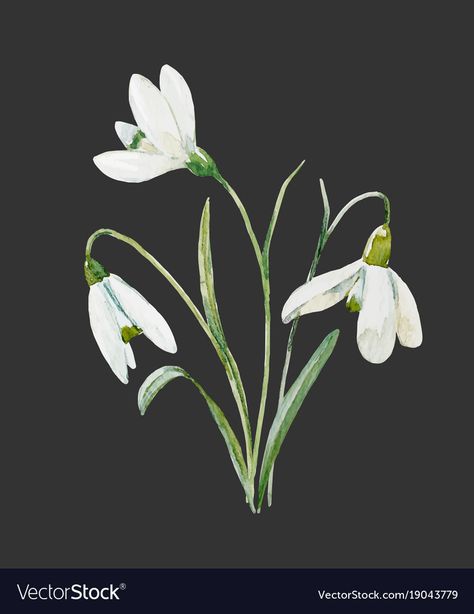 Snowdrop Illustration, Snowdrop Flower, Flower Vector, Flower Collage, Beautiful Illustration, Flower Illustration, Flower Images, Nara, Image Types