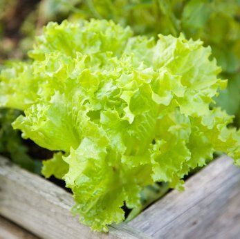 This is a guide on growing lettuce. Imagine being able to run out to your garden and get all you need for a fresh salad. Growing your own lettuce is an easy and a great way to get fresh greens into your diet. Lettuce Growing, Vegetable Garden Planters, Planting Lettuce, When To Plant Vegetables, Vegetable Garden Planner, Tattoo Plant, Vertical Vegetable Garden, Growing Lettuce, Garden Layout Vegetable