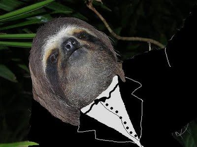 Sloth in a tuxedo Three Toed Sloth, Sloth Art, Panama Travel, Cute Sloth, Paradise Island, Tuxedos, Panama City, Panama City Panama, Koala Bear