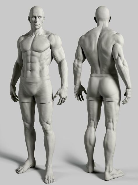 남성 근육, Human Anatomy Reference, Man Anatomy, Male Pose Reference, Male Torso, Muscle Anatomy, Anatomy Sketches, Anatomy Poses, Anatomy For Artists