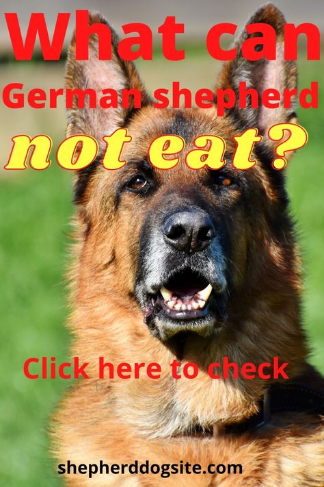 Dogs can do quite well eating some of the fruits, vegetables, and meats that we eat and that contain necessary vitamins and minerals. However, Some are not suitable and can even be poisonous and make them sick. German Shepherd Food, Puppy German Shepherd, Caucasian Shepherd Dog, Raw Dog Food Diet, Caucasian Shepherd, Dog German Shepherd, German Shepherd Puppy, Dog German, Dog Tricks