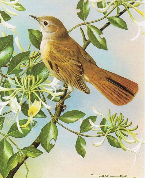 Nightingale Nightingale Bird, Bird Portrait, Paintings Landscape, Painting Animals, Car Building, Birds Of America, Wildlife Artists, Art Garden, Handmade Oil