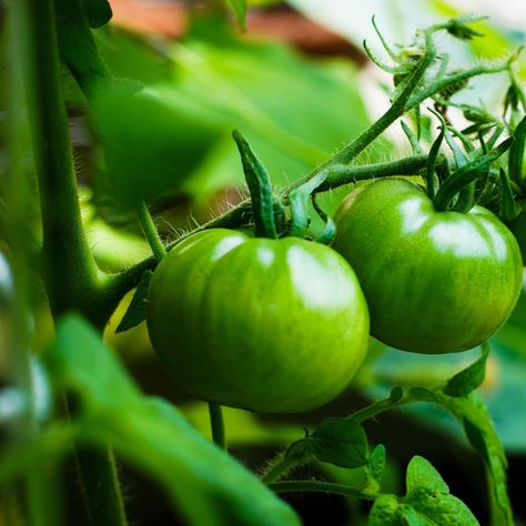 Fertilizing Tomato Plants - How To Give Your Tomatoes Perfect Power! Row Gardening, Old World Garden, Tomato Fertilizer, How To Make Compost, Florida Gardening, Compost Tea, Organic Tomatoes, Fertilizer For Plants, Tomato Garden