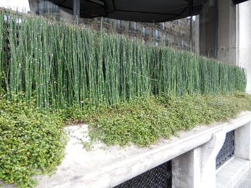 Borrow Garden Ideas From Springtime in Paris (11 / 12) Now heres a window box with style. That tall plant is horsetail reed (Equisetum hyemale, zones 3 to 11), an unusual ornamental grass with jointed stems.  For a minimalist look thats similar, mass a vertical grass in a rectangular planter and edge it with a trailing annual. Japanese Balcony, Horsetail Reed, Dreamy Gardens, Window Box Plants, Deck Privacy, Architectural Plants, Broadleaf Evergreen, Springtime In Paris, Tall Plant