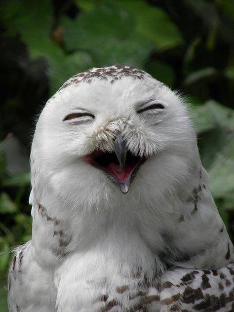 Smiling owl Bird Pics, Fluffy Things, Happy Owl, Photo Animaliere, Beautiful Owl, Owl Bird, Snowy Owl, Pretty Birds, Cute Owl