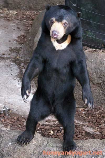 Sun bears look like ppl in bear costumes doing a really bad job at being a bear Bear Without Fur, Malayan Sun Bear, Bear Species, Sun Bear, Bad Job, Haiwan Lucu, Bear Costume, Funny Bears, Bear Photos