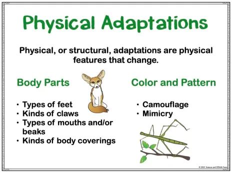 Animal Adaptations: Five Strategies for Teaching This Important Concept - STEM Activities for Kids Animal Adaptations Activities, Structural Adaptations, Adaptations Activities, Animal Adaptation, Stem Activities For Kids, Science Technology Engineering Math, Science Board, Science Labs, Lab Activities