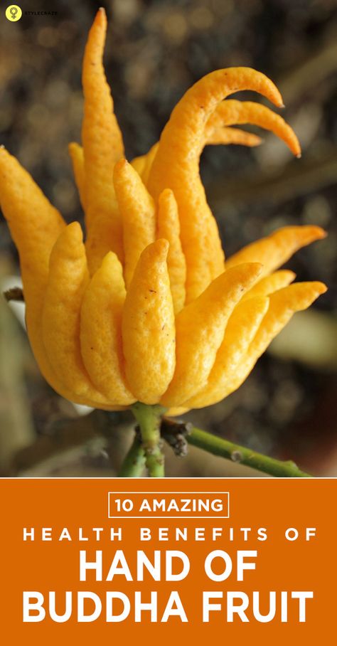 Hand Of Buddha, Buddha Hand, Hand Health, Buddha's Hand, Natural Vitamin C, Strange Flowers, Fruit Benefits, Reduce Appetite, Cough Remedies