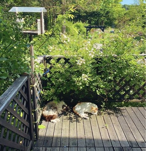 Green Unfiltered Theme, Japan Aesthetic, Kamakura, Cute Creatures, Pretty Places, Green Aesthetic, Aesthetic Photo, Pretty Pictures, Beautiful Places