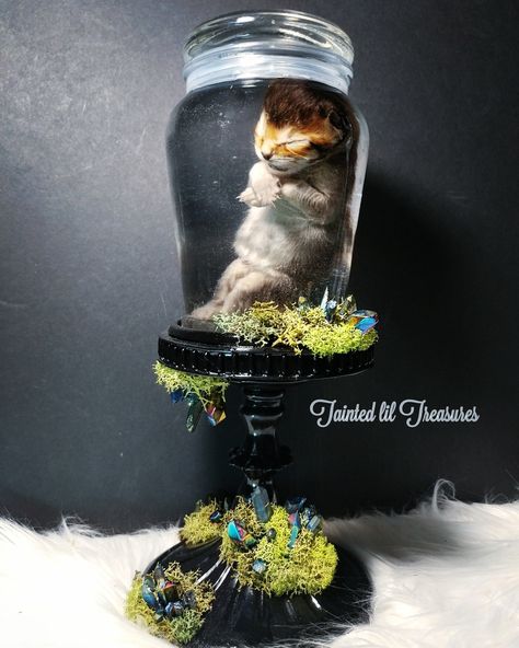 Savannah kitten wet specimen by @taintedliltreasures on Instagram Diy Wet Specimen, Wet Specimen Taxidermy, Taxidermy Wet Specimen, Goth Taxidermy, Taxidermy Bat, Savannah Kitten, Wet Specimen, Taxidermy Art, Taxidermy