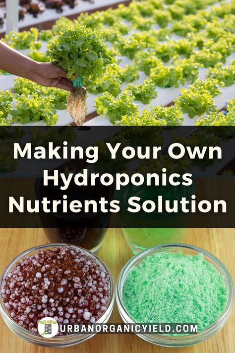 How To Build A Hydroponic System, Kratky Hydroponics, Hydroponic Gardening Diy, Hydroponic Nutrients, Indoor Hydroponic Gardening, Hydroponic Solution, Hydroponic Gardening System, Hydroponic Vegetables, Aquaponics Greenhouse