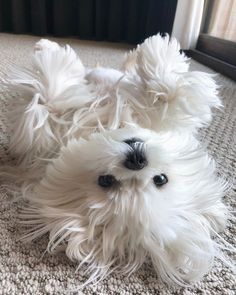 (@cute_maltese_do White Dog, Maltese, Cute Puppies, Puppies, Dogs, On Instagram, White, Instagram