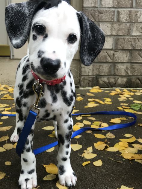 Miniature Dalmation, Dr Dog, Cute Dalmatian, Dalmatian Puppies, Dalmatian Puppy, Dalmatian Dogs, Fame Dr, Dog Parents