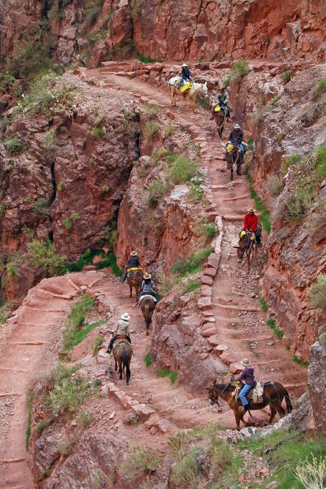 Bright Angel Trail, Arizona Adventure, Trip To Grand Canyon, Arizona Vacation, Arizona Road Trip, Arizona Hiking, On Horseback, Arizona Travel, Sedona Arizona