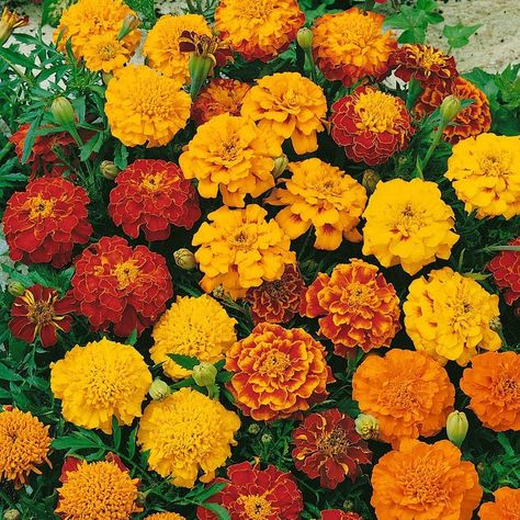 PRICES MAY VARY. French marigolds (Tagetes patula) are known to produce bright, colorful blooms and attract bees, butterflies and other pollinators Flower characteristics: Compact, bushy plants with small, daisy-like flowers in shades of yellow, orange, and red Great for borders, edging, and containers due to their vibrant colors and compact growth habit Height: Typically grow to about 6-12 inches (15-30 cm) tall Growing Instructions: Sow 2 to 3 seeds per plant or 5 ounces per 1,000 square feet. French Marigold, Garden Vases, Seed Pack, Marigold Flower, How To Attract Hummingbirds, Garden Flower, Planting Seeds, Flower Seeds, Lawn Care