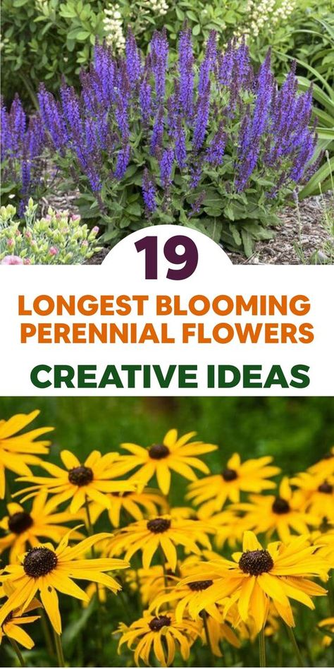 Create a garden that delights year-round with these perennial flowers. The Blanket Flower boasts vivid blooms from early summer to fall, while the Coneflower adds charm with its unique petals blooming for up to three months. Delphiniums stand tall in late spring and Peonies bring elegance and lasting fragrance. Coreopsis offers cheerful yellow flowers from summer to fall. Plant these beauties for year-long color! Flowers Against House, Long Flowering Plants, Flowering Perennials Sun, Perennials That Bloom Spring To Fall, Landscaping With Wildflowers, Fall Planting Perennials, Tall Perennial Flowers, Coreopsis Flower, Yellow Perennials