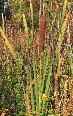 Wild Recipes, Cat Tails, Edible Wild Plants, Pond Plants, Hand Tied Bouquet, Cat Tail, Wild Plants, Edible Plants, Pretty Green