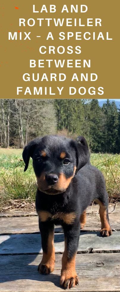 Rottweiler Lab Mix Dogs, Lab Mix Dogs, Rottweiler Breed, Rottweiler Mix, Loyal Dogs, Yellow Labrador, Rottweiler Puppies, Obedience Training, Guard Dogs