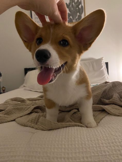 Corgi, Corgi Pics, Pembrook Welsh Corgi, Dog Selfie Pembrook Welsh Corgi, Corgi Gif, Cute Corgi Puppy, Dog Selfie, First Down, Corgi Puppy, Cute Corgi, Pembroke Welsh Corgi, Corgi Dog