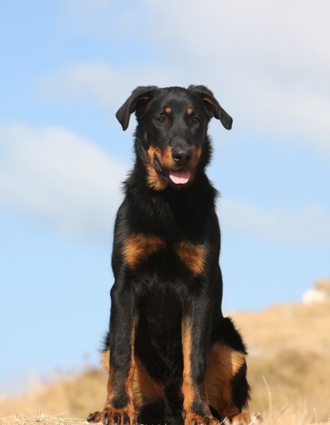 Beauceron Dog, Herding Dogs Breeds, Every Dog Breed, Labrador Mix, Bluetick Coonhound, Norwich Terrier, Herding Dogs, Dog Owner, Working Dogs