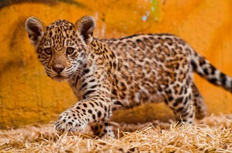 Jaguar Baby Jaguar, Jaguar Animal, Cheetah Cubs, Leopard Cub, Baby Leopard, Cheetahs, Cute Animal Pictures, Leopards, Animal Wallpaper