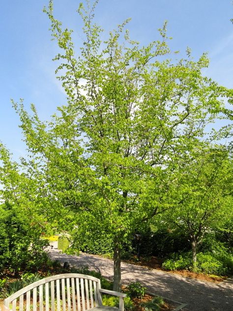 Colorado Trees Landscaping, Colorado Landscaping, United States Botanic Garden, Carpinus Betulus, Pollinator Plants, Fast Growing Trees, Pollinator Garden, Rain Garden, Ornamental Trees