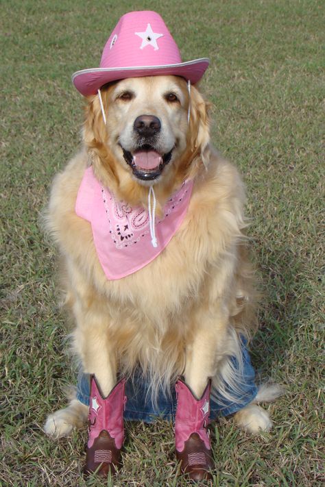 Woof Woof Pink Golden Retriever, Cute Puppies Golden Retriever, Preppy Things, Golden Puppies, Collage Wall, Pink Dog, Golden Retrievers, Service Dogs, Cuteness Overload