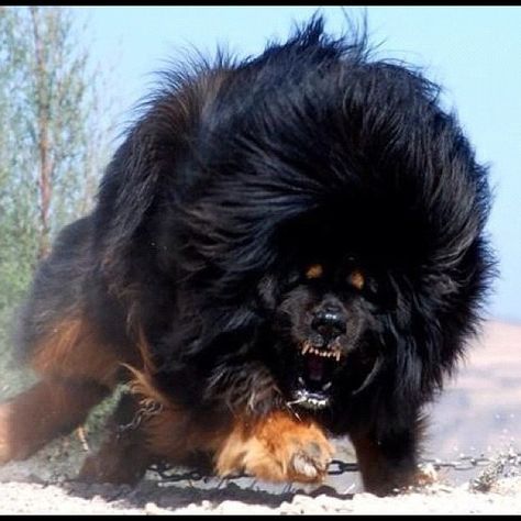 Adult Tibetan Mastiff  by izdato, via Flickr World's Most Expensive Dog, Huge Animals, Truk Ford, Velcí Psi, Tibetan Mastiff Dog, Bolu Gulung, Most Expensive Dog, Expensive Dogs, Photo Animaliere