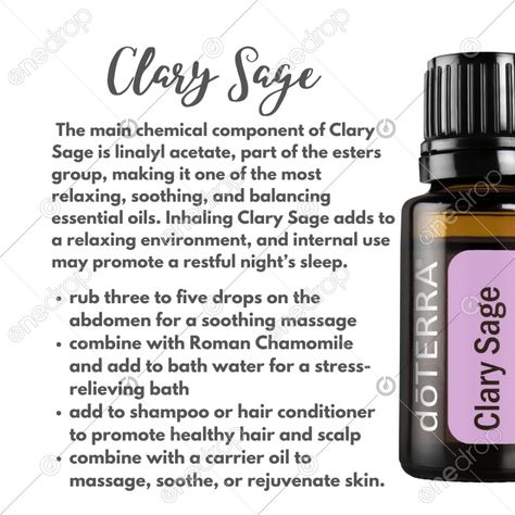 Sage Properties, Doterra Clary Calm Recipe, Clary Sage Benefits, Clary Sage Oil Benefits, Clary Sage Doterra, Clary Sage Essential Oil Benefits, Bergamot Clary Sage Diffuser Blend, Sage Benefits, Essential Oils For Breathing