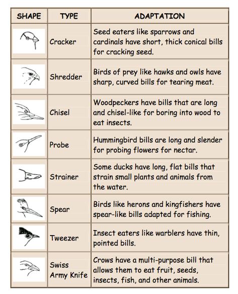 Bird Beaks Activity, Animal Adaptations Activities, Adaptations Activities, Animal Adaptation, Bird Journal, Plant Adaptations, Bird Study, Feed The Birds, Food Habits