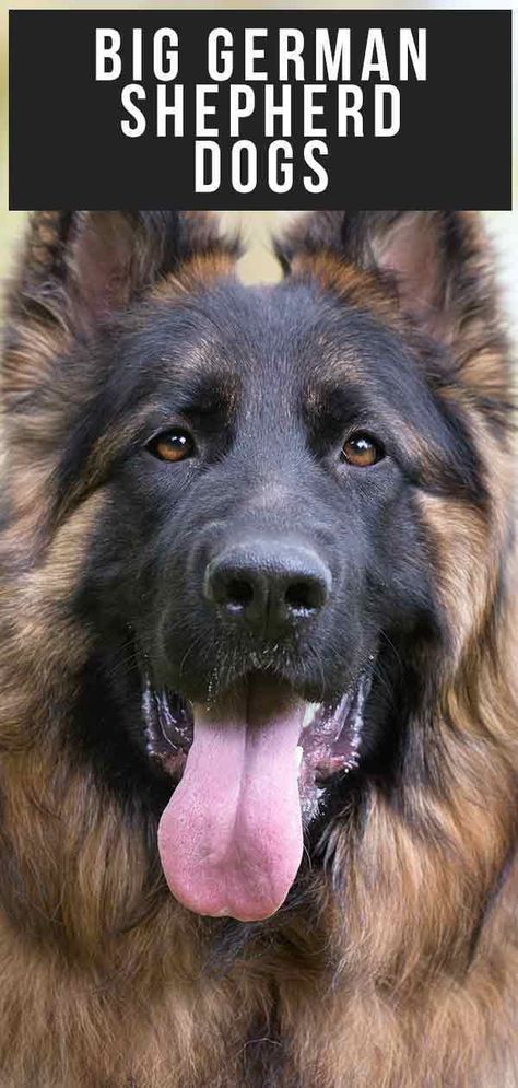 How to Care for a Super Sized Pup Giant German Shepherd, Big German Shepherd, Large German Shepherd, Purebred German Shepherd, Shiloh Shepherd, German Shepherd Breeds, Giant Dog Breeds, Shepherd Dog Breeds, German Shepherd Mix