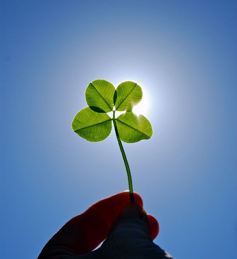 Everyday we wear green, but we are REALLY repping our favorite color today for St. Patrick's Day!  Here are a few fun fact about the infamous four leaf clovers:  🍀 There are roughly 10,000 three-leaf clovers for every "lucky" four-leaf clover 🍀 The fourth leaf can be smaller or a different shade of green than the other three leaves 🍀 The lucky clovers are a four-leafed variety of white clover, also known as Trifolium repens 🍀 Four-leaf clovers were considered Celtic charms and were believed Trifolium Repens, White Clover, Just My Luck, Three Leaf Clover, 4 Leaf Clover, 4 Leaves, Different Shades Of Green, Four Leaves, Wear Green