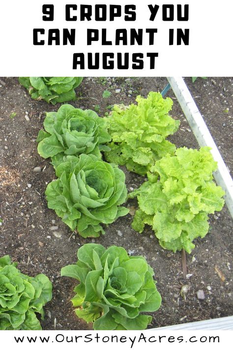 August Planting, Planting Guide, Garden Growing, Fall Vegetables, Plants Growing, Fall Garden Vegetables, Growing Veggies, Veg Garden, Fall Garden