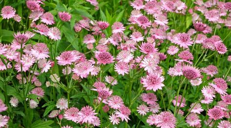 Self Seeding Plants, Self Seeding Perennials, Self Seeding Flowers, Flowers To Grow, Pot Dinners, Perennial Flowers, Sea Holly, Tall Flowers, Grasses Garden