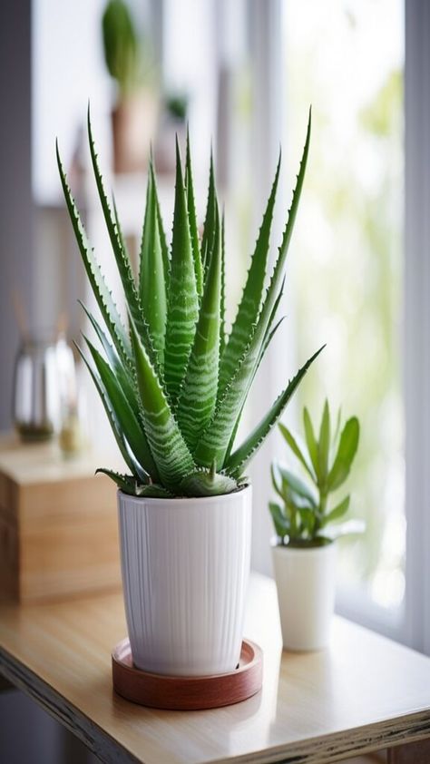 Transform your bedroom into a serene, green oasis with our top 10 awesome indoor bedroom plants! These beautiful and easy-to-care-for plants not only enhance the aesthetic appeal of your space but also improve air quality and promote a restful night's sleep. #IndoorPlants #BedroomDecor #GreenLiving #PlantLovers #HomeInspiration #AirPurifyingPlants #PlantCare #HomeDecor #Houseplants #NatureIndoors #PlantTherapy #BedroomOasis #EasyCarePlants #BotanicalHome #PlantParent Bedroom Plants Decor, Garden Tattoos, Plants Art, Green Oasis, Ficus Lyrata, Chinese Evergreen, Garden Drawing, Easy Care Plants, Trailing Plants