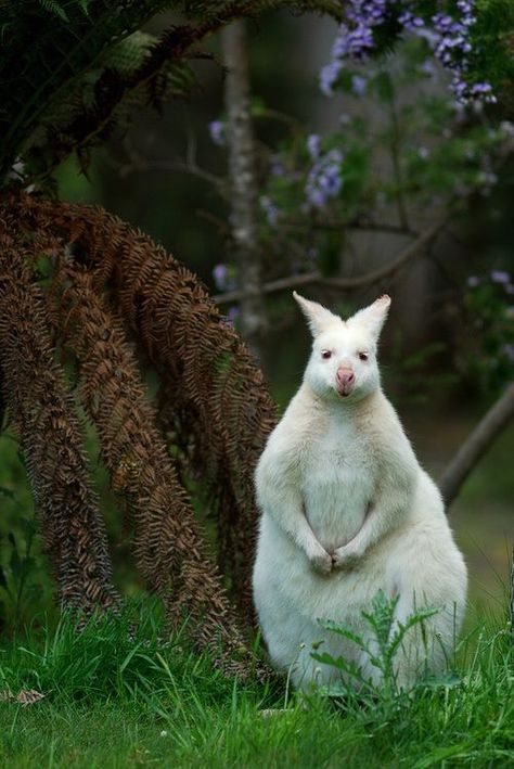 Albino Kangaroo Rare Albino Animals, Albino Animals, Rare Animals, Australian Animals, Cute Creatures, Animal Tattoos, Animals Of The World, Animal Planet, Animal Photo