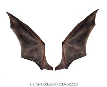 Bat Wings Isolated On White Stock Photo (Edit Now) 1339561118 Bats Wings, Dragon Character, Bat Boys, Oc Inspo, Bat Wing, Drawing Projects, Anatomy Drawing, White Stock, Art References