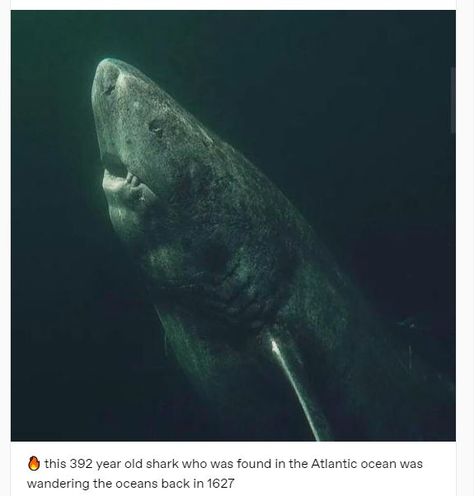 via tumblr Greenland Shark, Sea Siren, Sea Dream, Shark Pictures, Deep Sea Creatures, Life Aquatic, Deep Sea Fishing, Aquatic Animals, Great White Shark