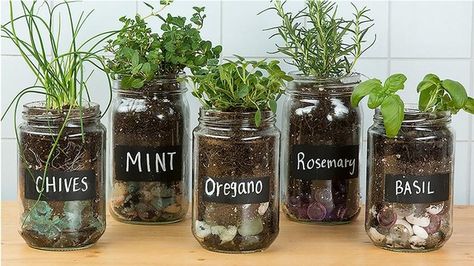 GC HerbGarden01 Diy Herb Garden Indoor, Jar Plants, Planter Ideas Indoor, Plants Pots Diy, Mason Jar Plants, Indoor Succulent Garden, Diy Self Watering, Diy Self Watering Planter, Herb Garden Indoor