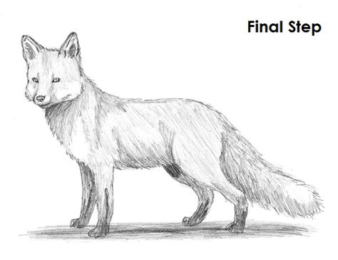 How to Draw a Fox (Red Fox) Fox Drawing Tutorial, Fox Drawing Easy, Fox Sketch, Animal Cartoon Video, Pencils Drawings, Drawing Instructions, Fox Artwork, Pencil Drawings Of Animals, Fox Drawing