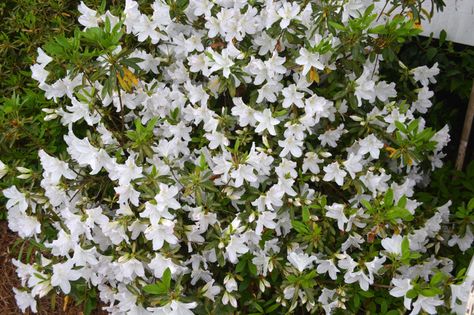 G.G. Gerbing Indica azalea Azalea Care, Azaleas Care, White Spring Flowers, Azalea Shrub, White Azalea, Foundation Planting, Shade Flowers, Crape Myrtle, Evergreen Shrubs